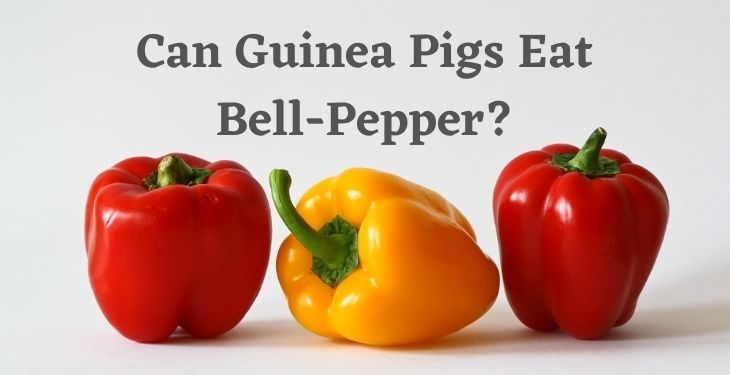 Can Guinea Pigs Eat Bell Peppers?