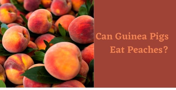 Can Guinea Pigs Eat Peaches?
