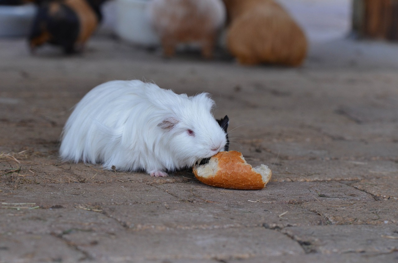Can Guinea Pigs Eat bread