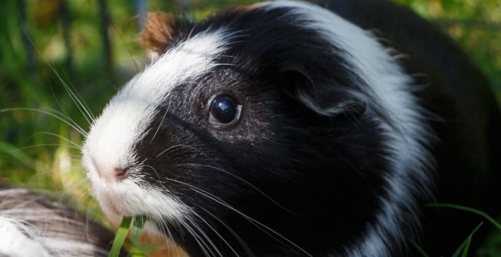 Guinea PIG 1