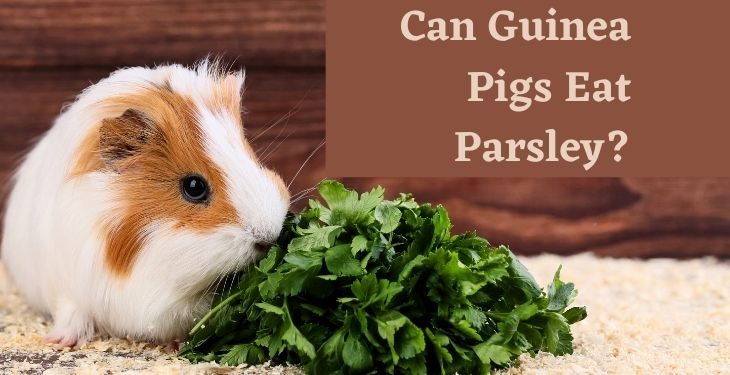 Can Guinea Pigs Eat Parsley?