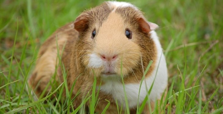 Guinea PIGs eatarsley