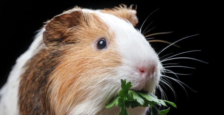 Guinea PIGs eating parsley