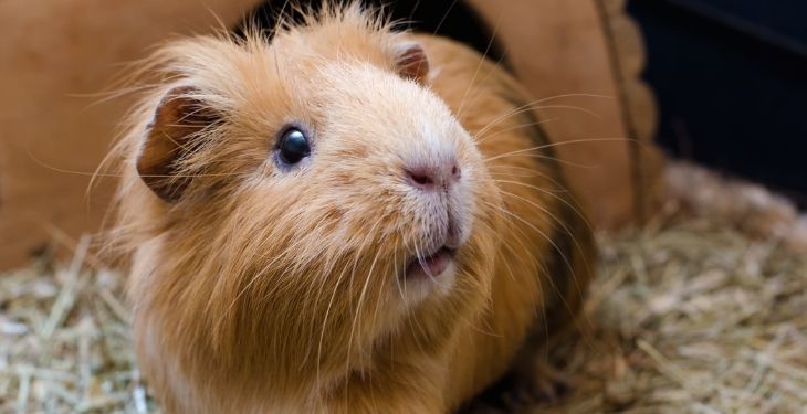 Guinea Pig 2