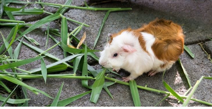 Guinea pig