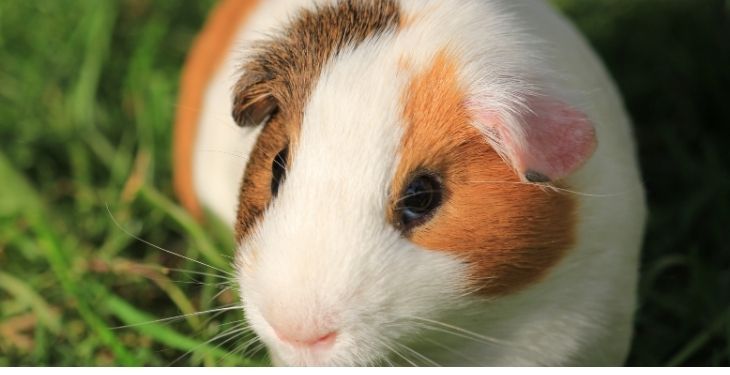 Can Guinea Pigs Eat Cheese? Exploring Safety and Risks