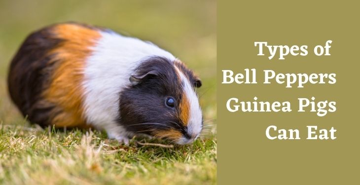 Types of bell peppers that guinea pigs can eat
