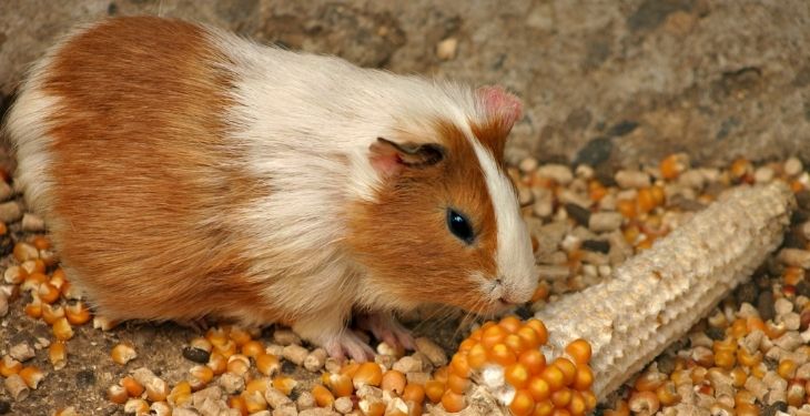 can guinea pigs eat corn