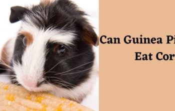 Can Guinea Pigs Eat Corn?