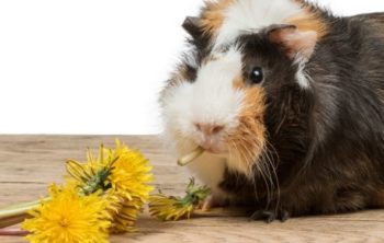 Can Guinea Pigs Eat Dandelions?