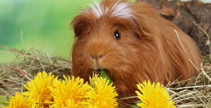 can guinea pigs eat dandelionss