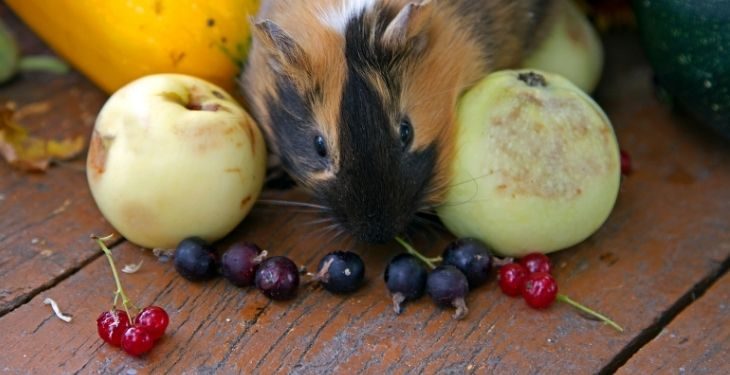 Can Guinea Pigs Eat Fruits?