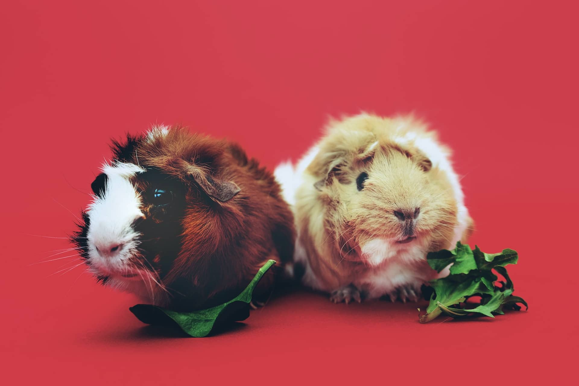 can guinea pigs eat kale