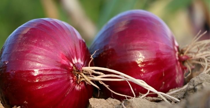 Can Guinea Pigs Eat Onions?