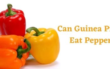 Can Guinea Pigs Eat Peppers?
