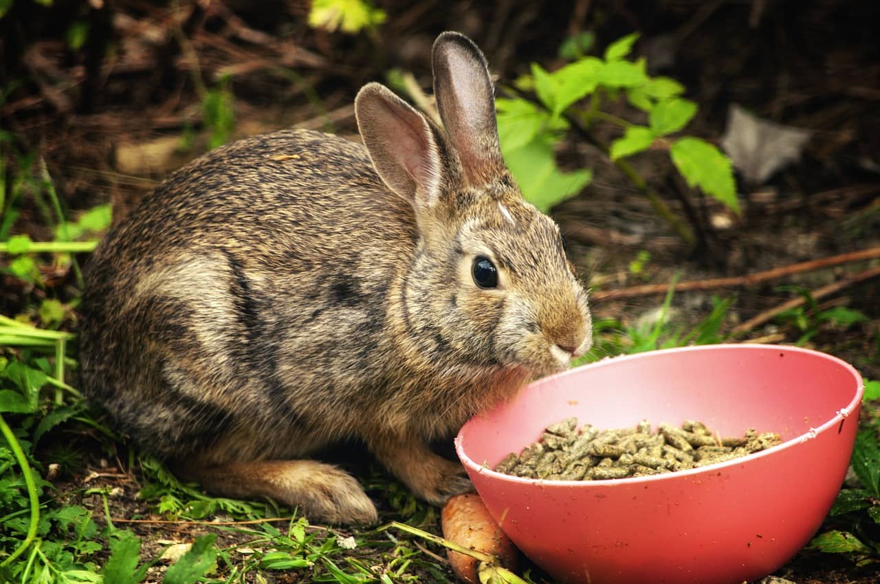 Can Guinea Pigs Eat Rabbit Food