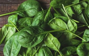 Can Guinea Pigs Eat Spinach?