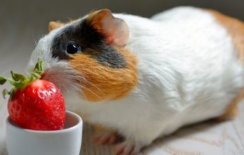 Can Guinea Pigs Eat Strawberries?