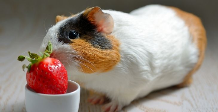 can guinea pigs eat strawberries