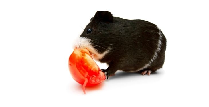 can guinea pigs eat tomatoes 1 1