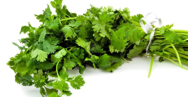 cilantro j