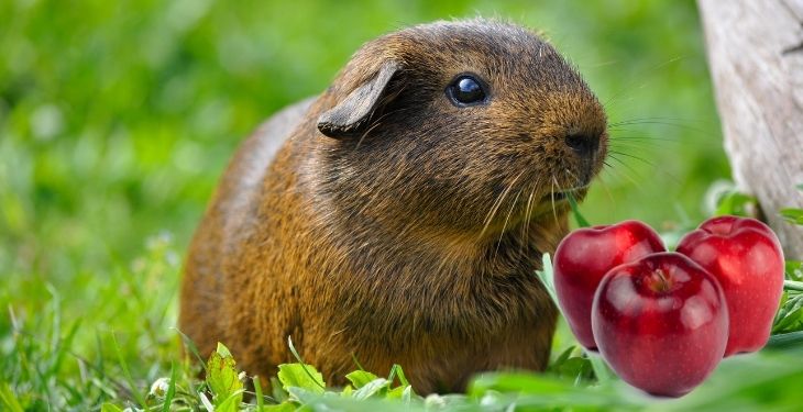 Can Guinea Pigs Eat Apples