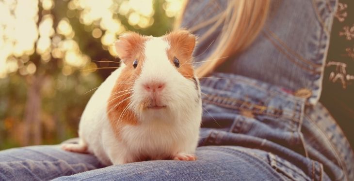 Guinea Pigs Apples