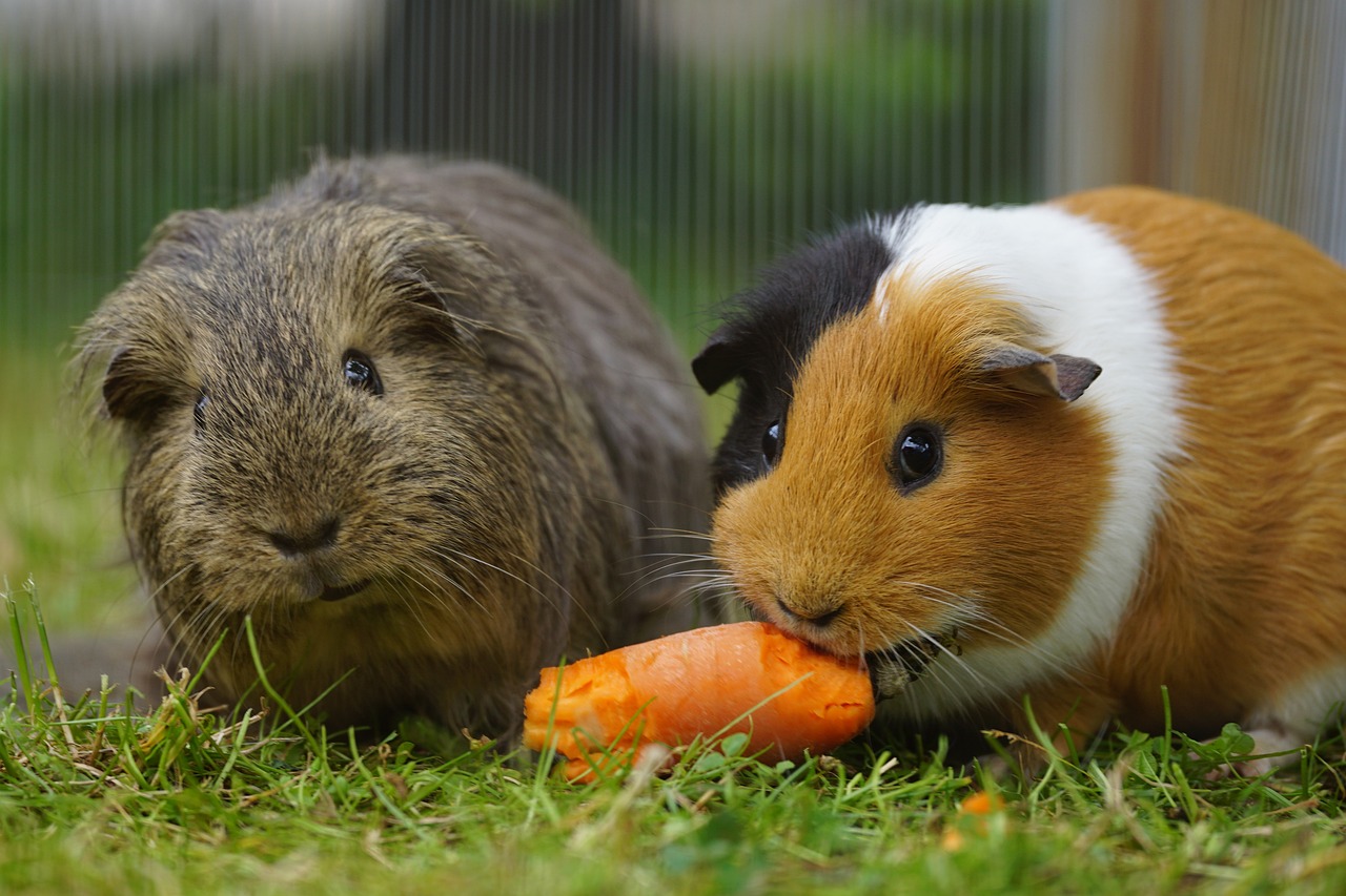 can guinea pigs eat sweet potatoes