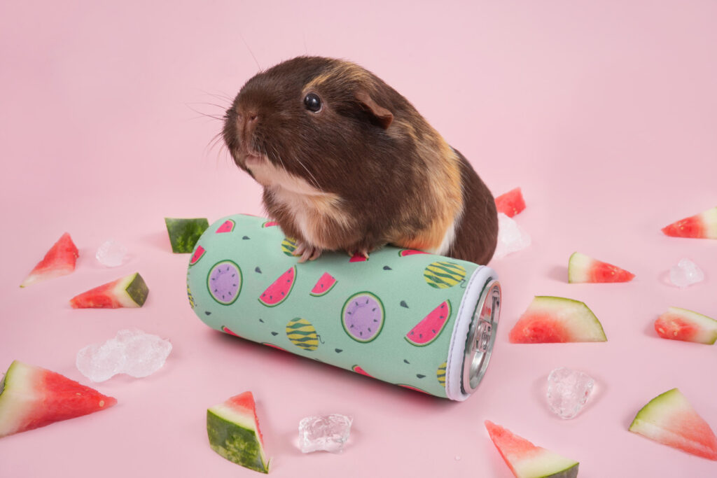 Guineapig