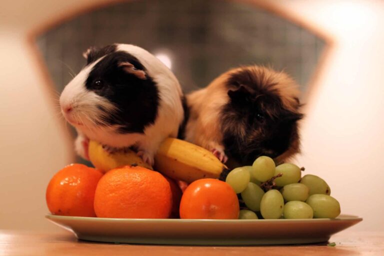 can guinea pigs eat rabbit food